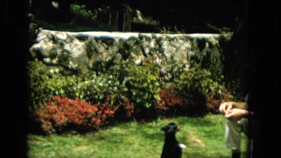 A small black-and-tan dog stands on the lawn near a seated woman, with shrubs and a low stone wall behind them in the 1965 Hawaii home-movie scene.