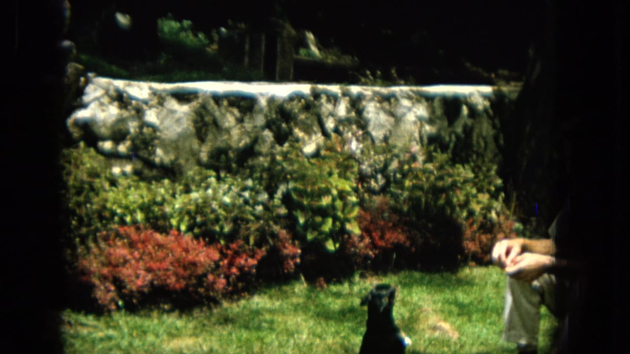 1965 Hawaii 8mm frame showing a black-and-tan dog in a backyard garden with a stone retaining wall, red shrubs, grass, and a handler's hands reaching in with food.
