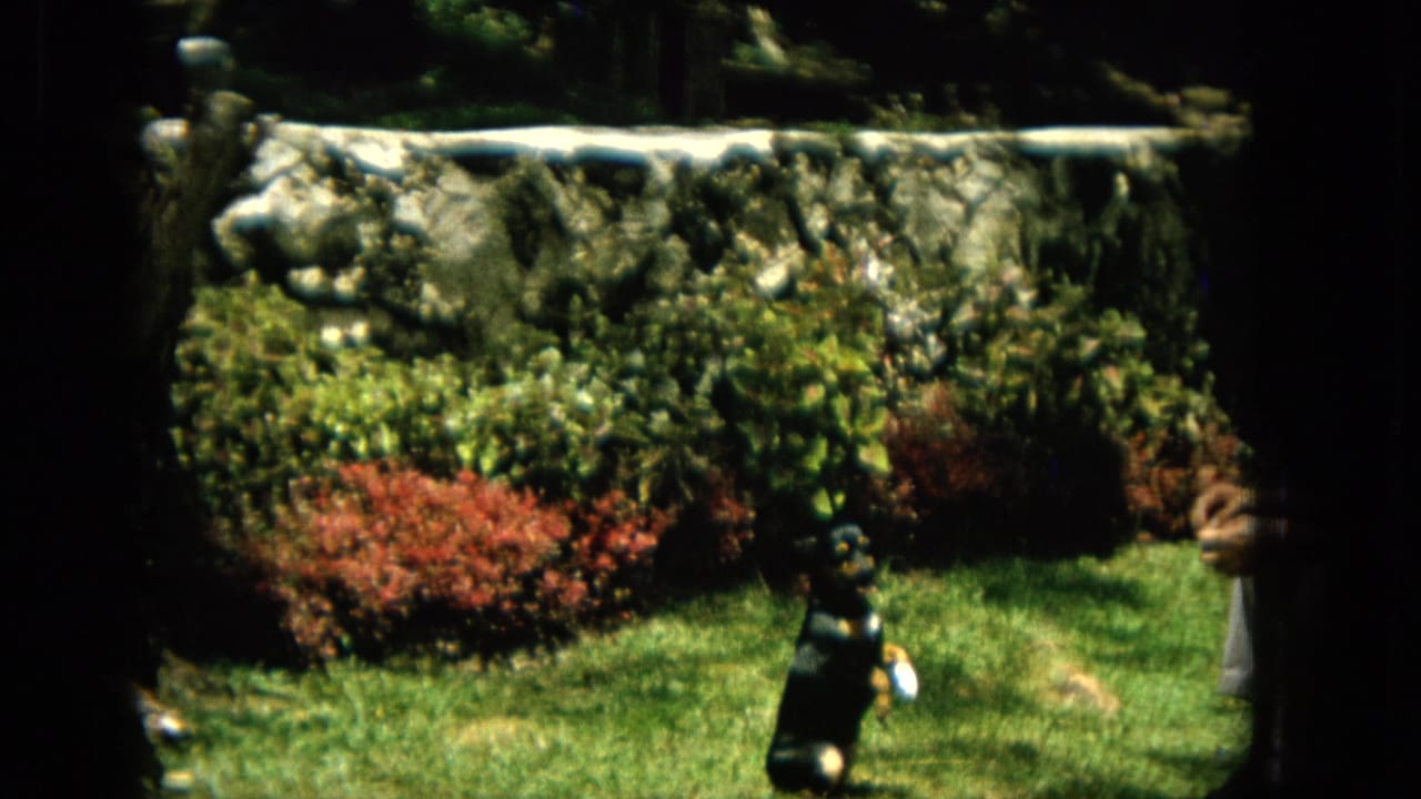 1965 Hawaii 8mm frame of a black-and-tan dog standing on hind legs in a backyard garden, with a partially visible handler and a stone wall behind the shrubs.