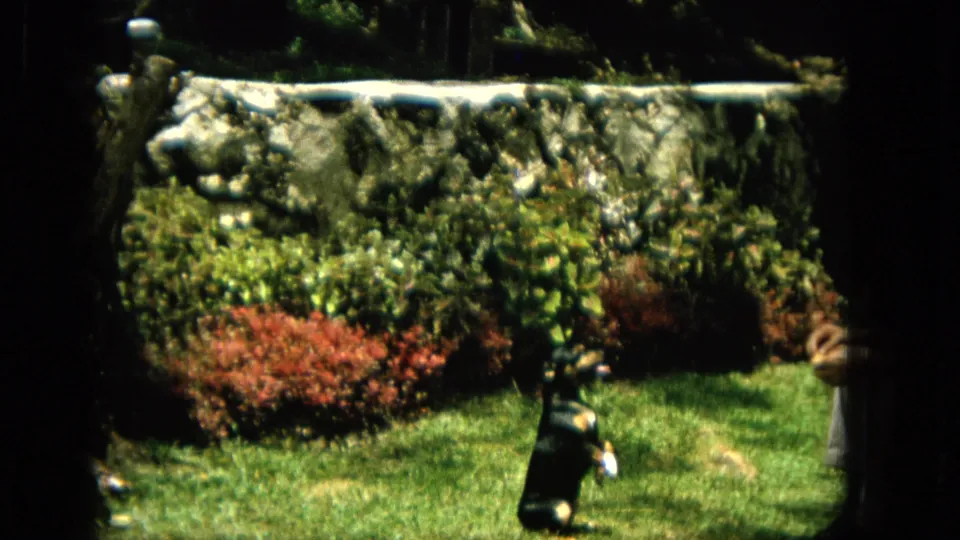 1965 Hawaii 8mm frame showing the dog upright during a trick in a sunlit garden, with shrubs, lawn, stone wall, and a handler's hand partly entering the frame.