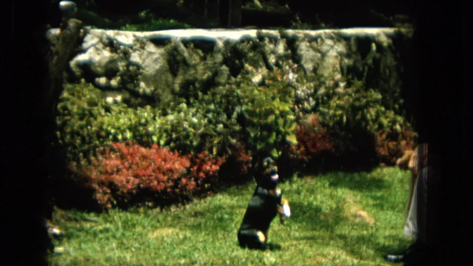 1965 Hawaii 8mm frame of the black-and-tan dog continuing to stand on hind legs in a backyard garden as a handler stands partly cropped at the side.