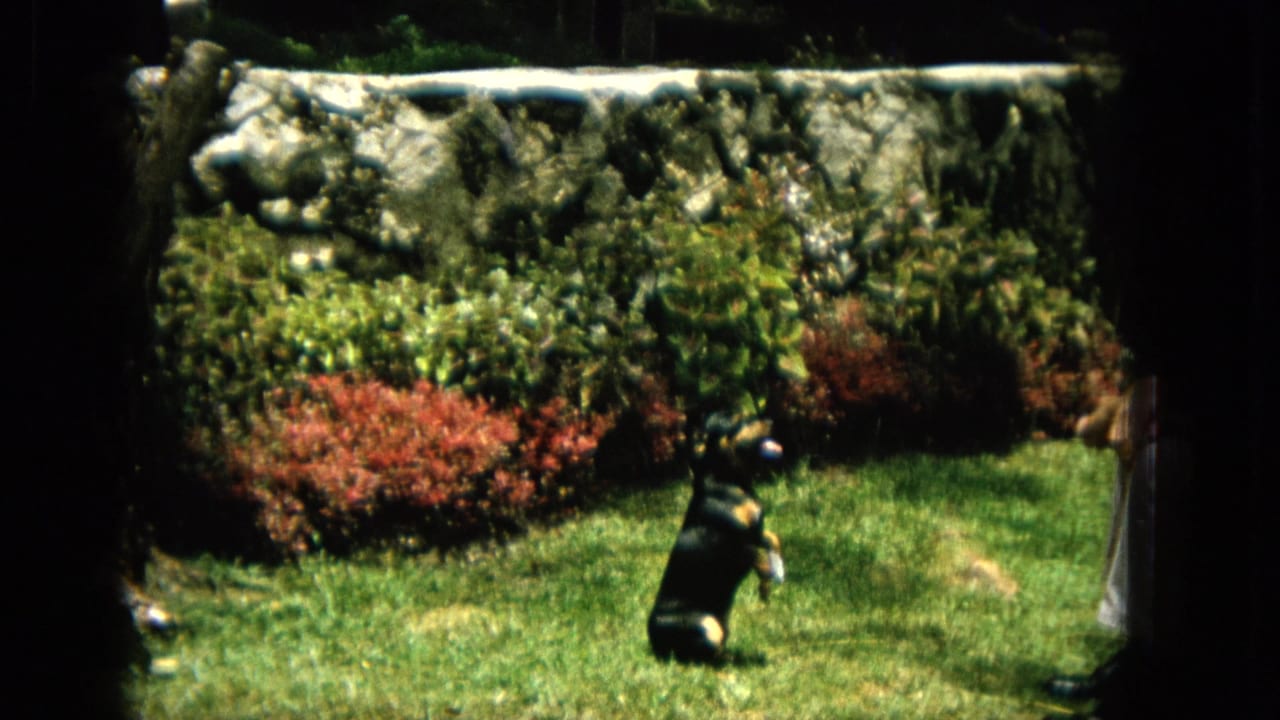 In supported 1965 Hawaii home-movie footage, a small black dog sits upright on a sunny lawn before red shrubs, green foliage, and a pale stone retaining wall.