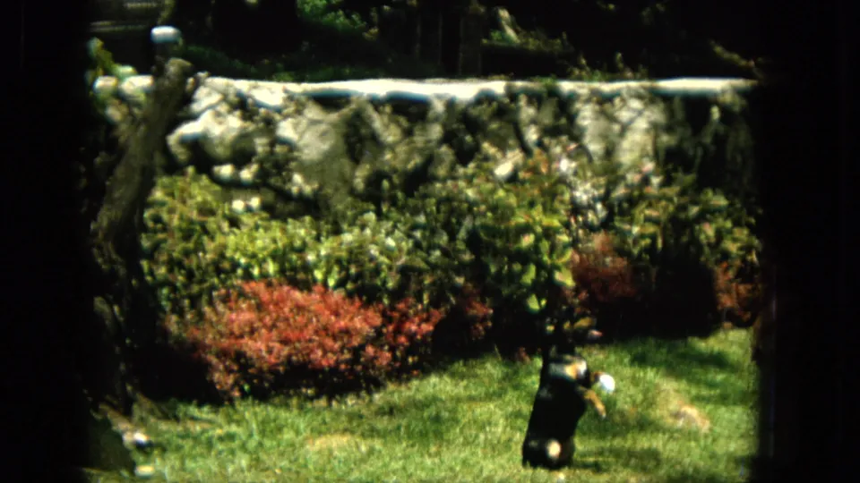 The garden view shows the small dog lower in frame on the grass, with red flowering shrubs, dense greenery, and a rough stone retaining wall behind it.