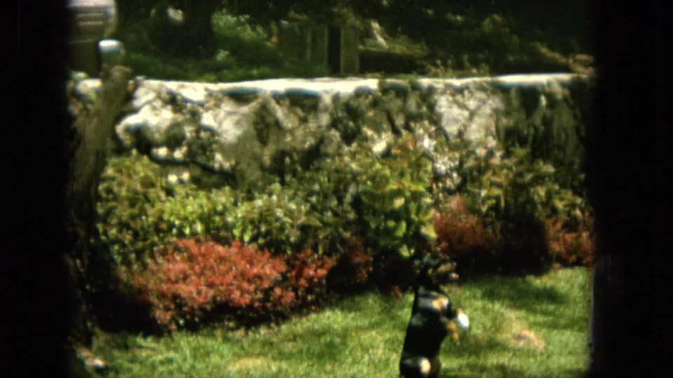At the end of the clip, the small black dog is still on the lawn near a light-colored object, backed by sunlit shrubs and the pale stone wall in the garden.