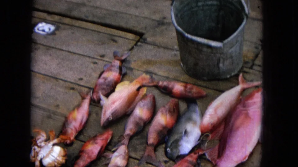 Several caught fish, including red and pale fish, are laid across a wooden boat deck beside a metal bucket, suggesting the haul from the fishing trip.