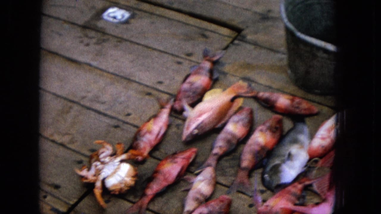 1965 archival home-movie frame showing several freshly caught fish and a crab spread across wooden deck planks, with a metal bucket partly visible nearby.