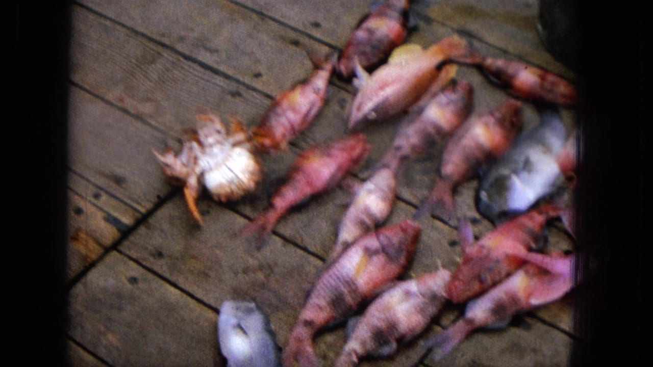 Close view of multiple fish and a crab on wooden planks with dark frame edges.