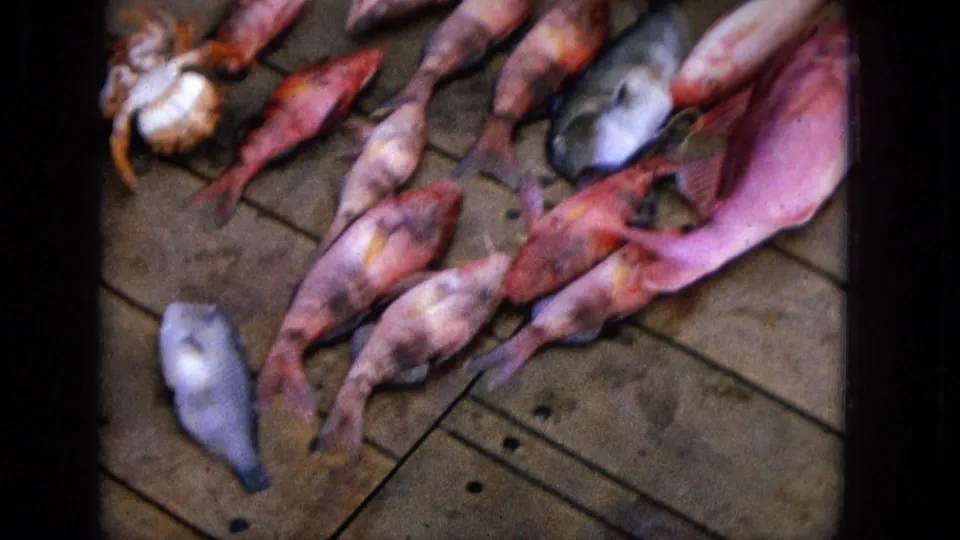 1965 home-movie frame showing a scattered group of reddish and silvery fish on a wooden deck, with a crab visible near the upper left edge.