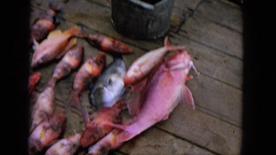 1965 archival frame showing a close view of fish and a crab on weathered deck boards, with a dark metal bucket near the top of the frame.