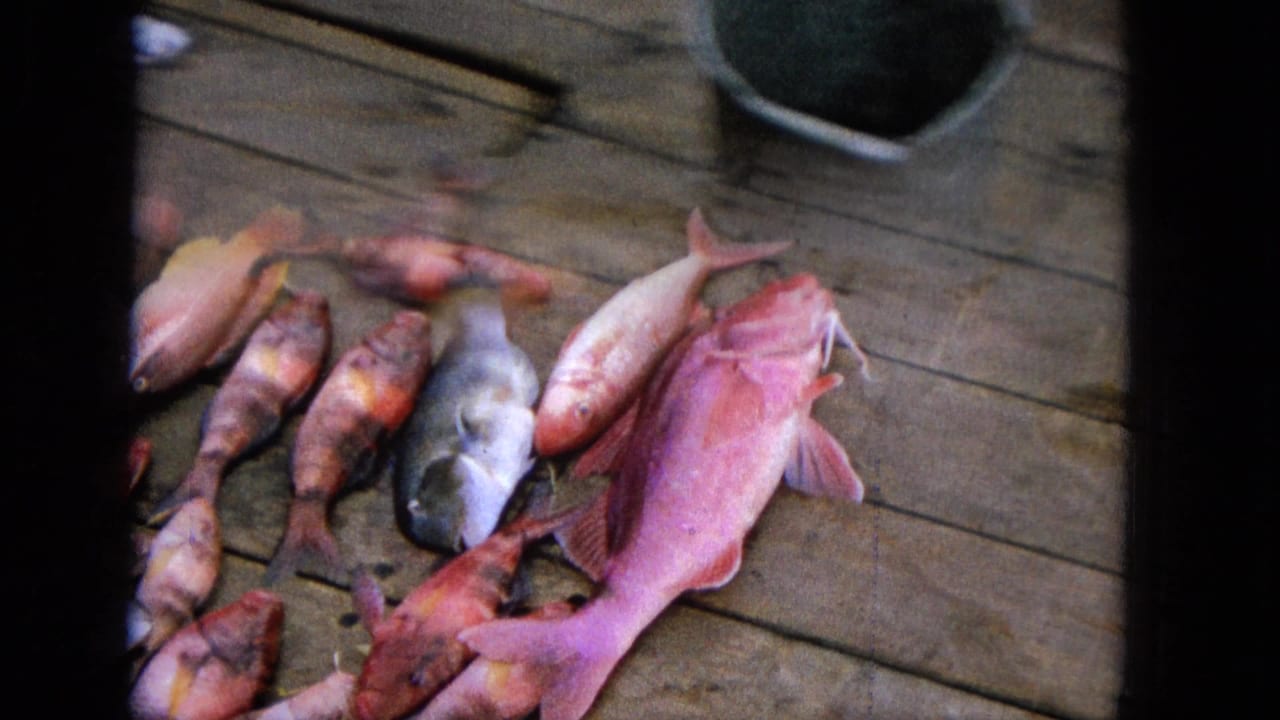 1965 Super 8 frame showing colorful fresh-caught fish, including red and pink fish and a gray fish, arranged on weathered wooden planks in the United States.