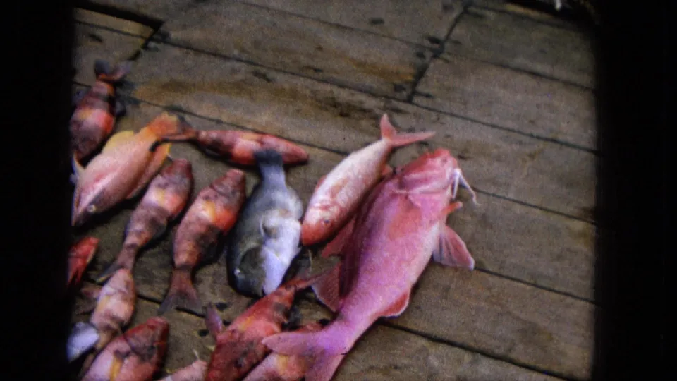 1965 Super 8 frame of a fresh catch on a weathered deck, with red, pink, and gray fish visible in a close handheld view.