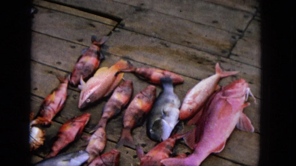 1965 Super 8 frame showing a close, angled view of a fresh fishing catch spread across a wooden deck, with multiple red and pink fish and a gray fish visible.