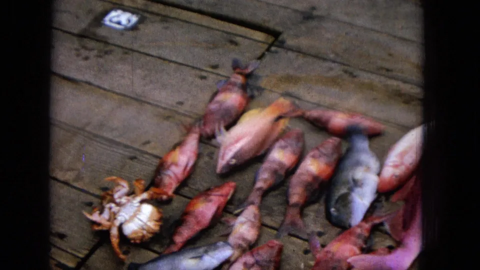 1965 Super 8 frame showing a crab among colorful fresh-caught fish on weathered wooden planks, with dark film borders visible.