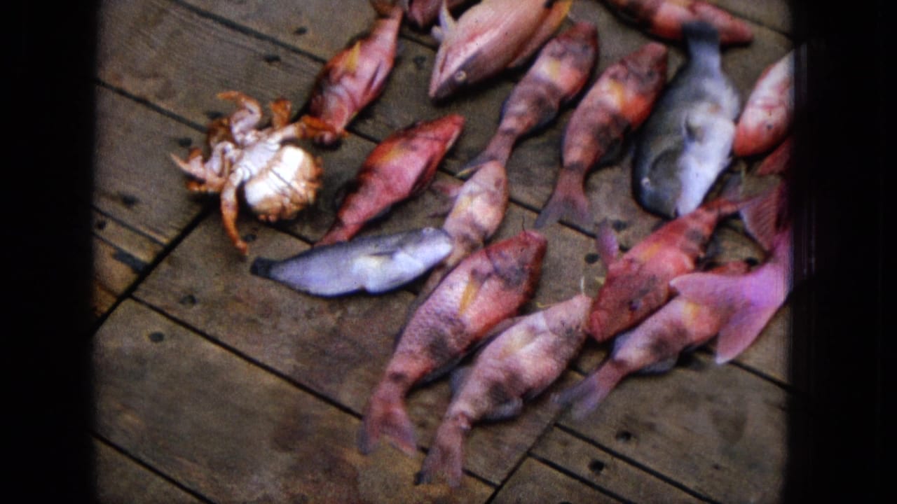 Fish and a crab spread across wooden deck planks in a close overhead view.