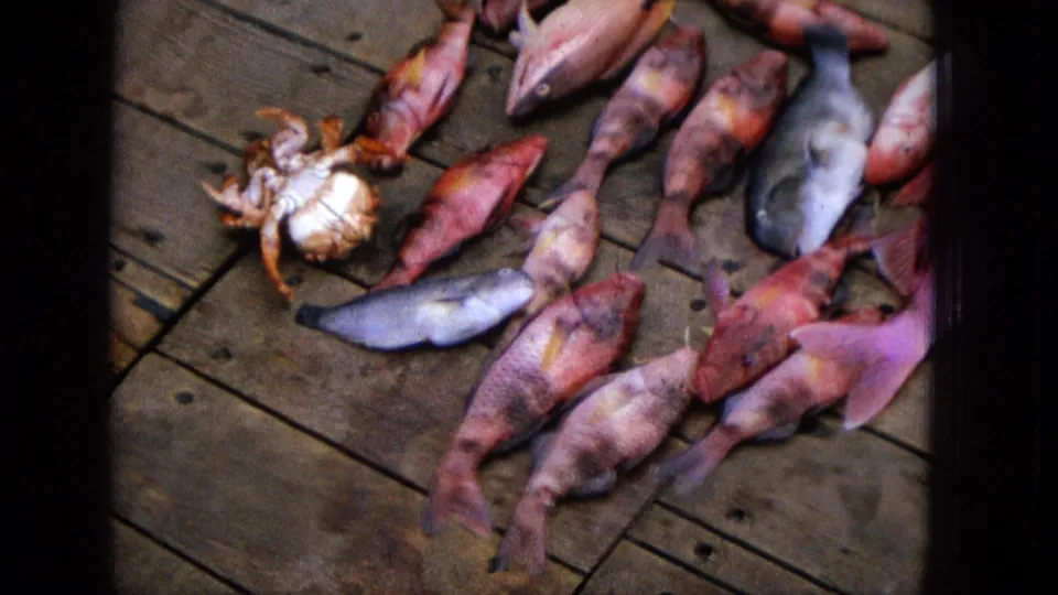 Close 1965 home-movie view of assorted fish and a crab on wooden planks, with soft grain, color fading, and dark frame edges from the 8mm scan.