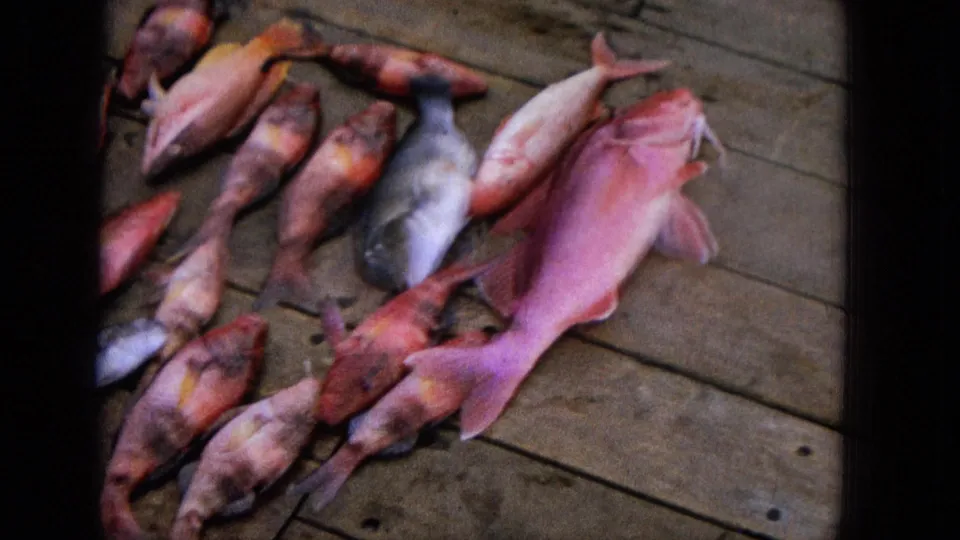 1965 8mm frame with the camera shifted closer to a cluster of pink, red, and silver fish resting on a weathered wooden deck.