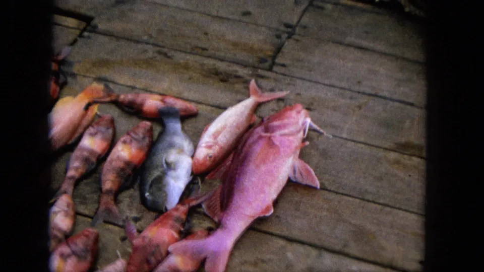 Final 1965 home-movie frame showing several freshly caught fish on deck boards, including larger pink fish at right and smaller red and silver fish near center.