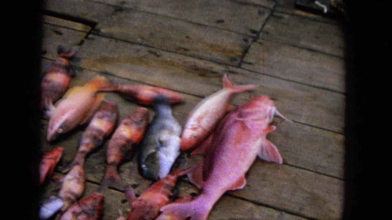 1965 Super 8 frame showing a colorful fish catch with a crustacean arranged on wooden dock boards in the United States.