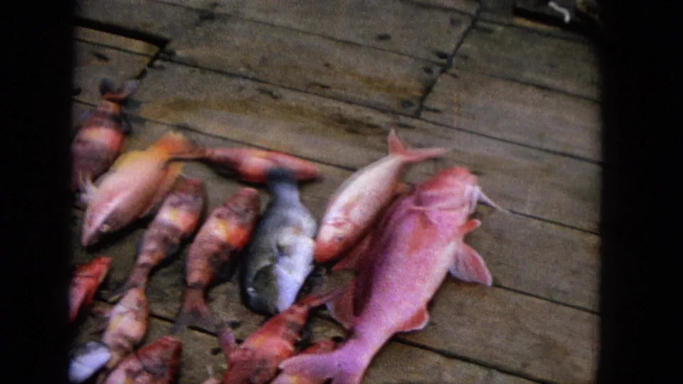 1965 Super 8 frame showing a colorful fish catch with a crustacean arranged on wooden dock boards in the United States.