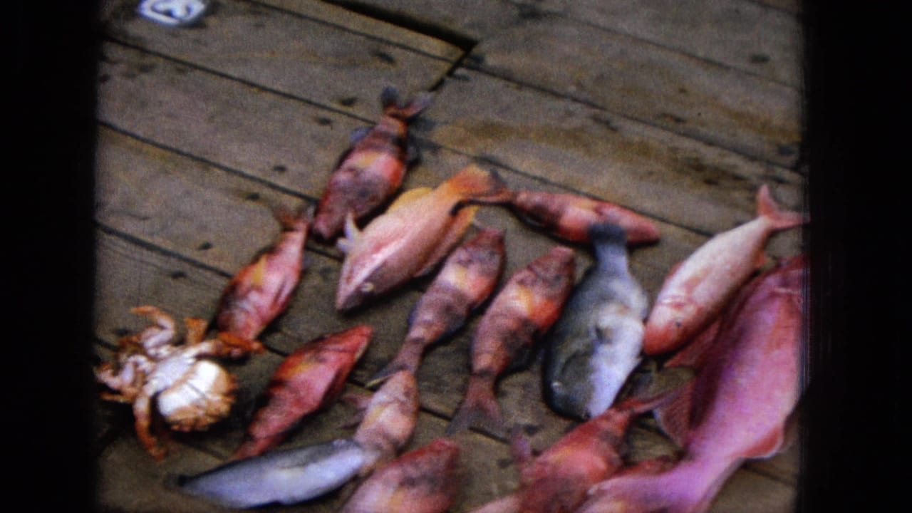 Several colorful fish and a crab or lobster-like crustacean on a wooden dock.