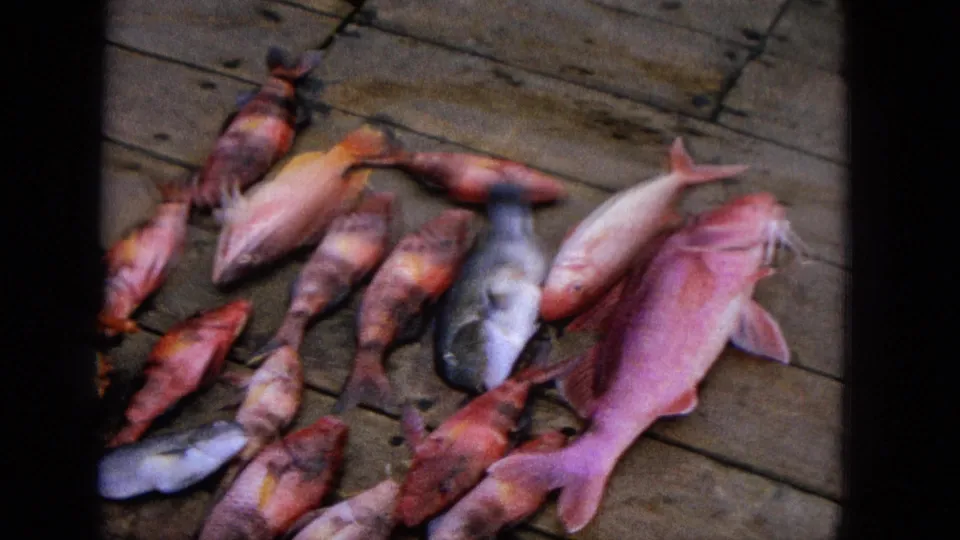 1965 Super 8 frame showing a handheld downward view of multiple freshly caught fish on a wooden dock.