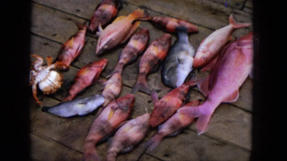 1965 Super 8 frame with assorted red and pink fish, a gray fish, and a crustacean laid out on a United States dock.