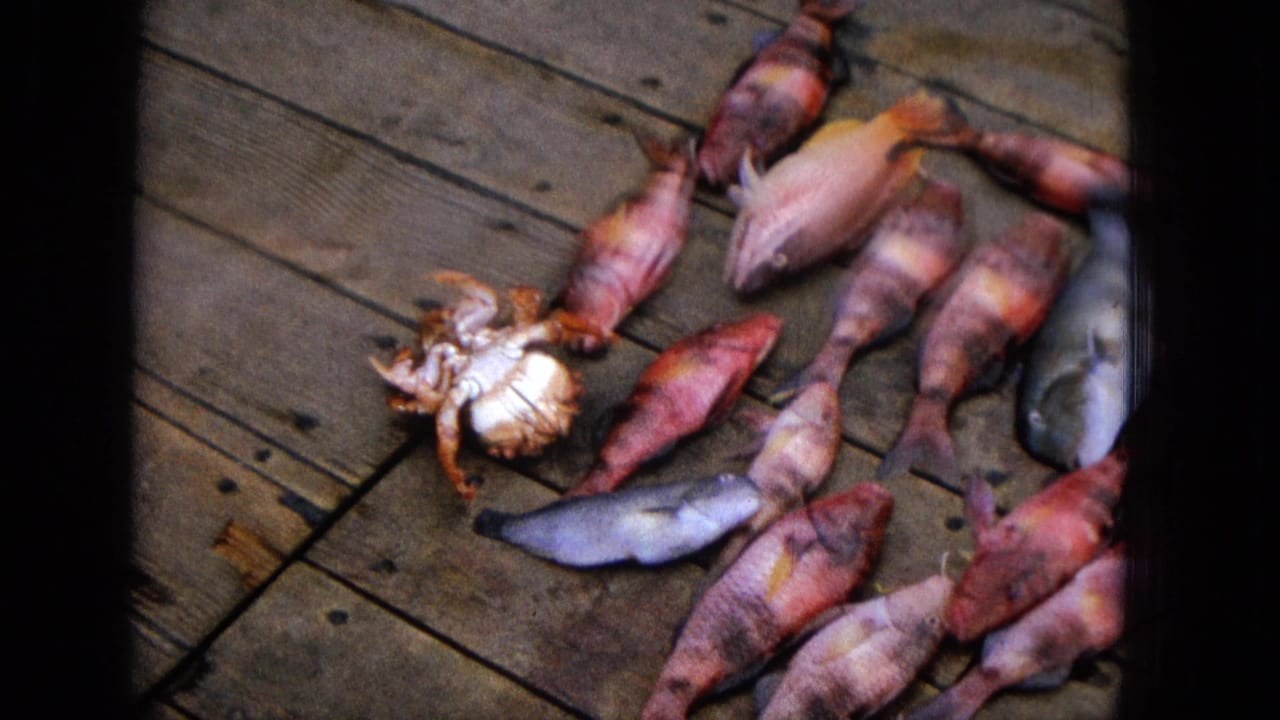 1965 8mm Molokai footage showing freshly caught fish and a crab arranged on a weathered wooden deck or dock surface.