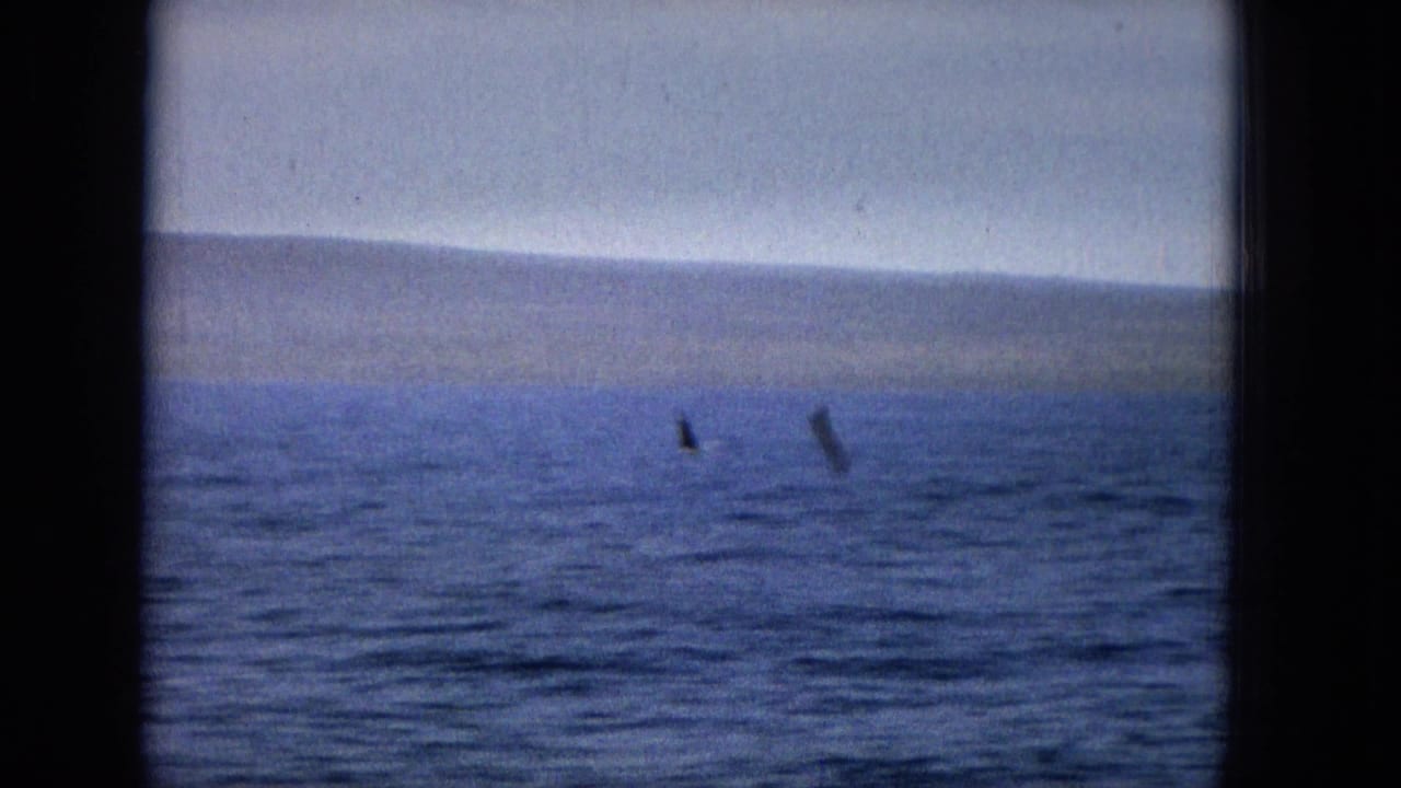 1965 archival home-movie frame from open water, showing a hazy distant shoreline and possible marine wildlife surfacing in the blue ocean.