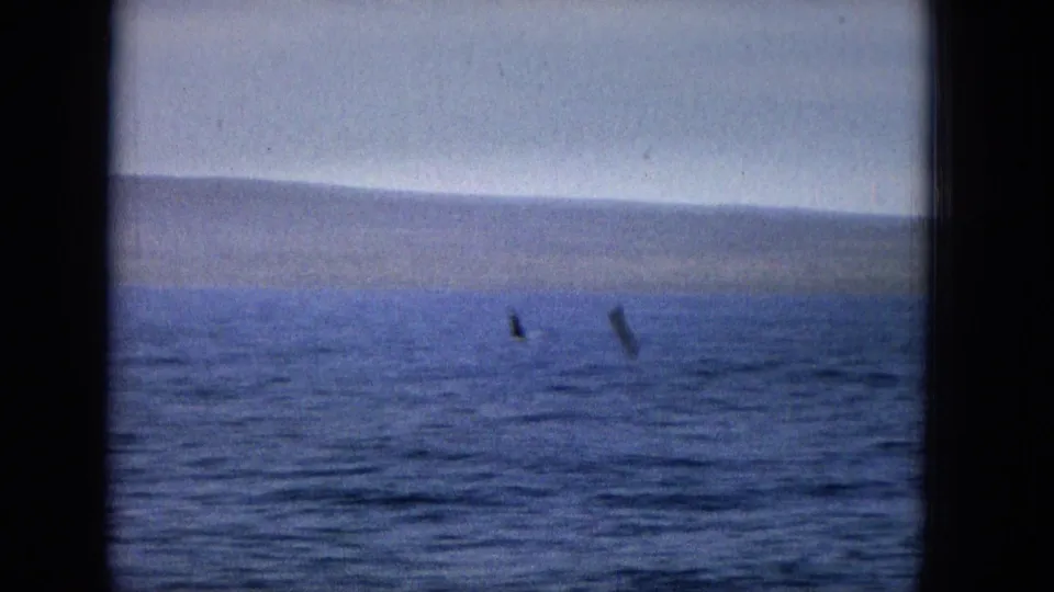 1965 archival home-movie frame from open water, showing a hazy distant shoreline and possible marine wildlife surfacing in the blue ocean.