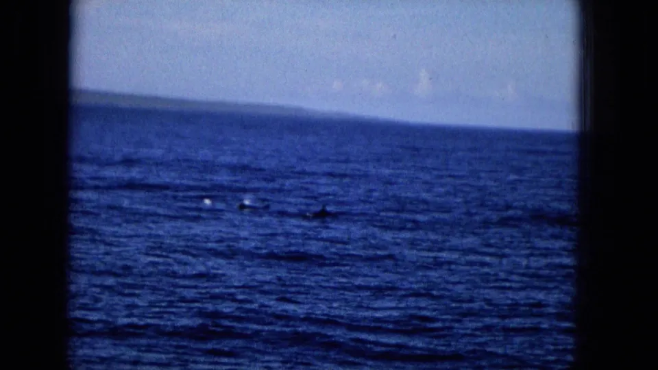 1965 home-movie frame looking over open water toward a faint shoreline, with small dark shapes or splashes suggesting marine wildlife at a distance.