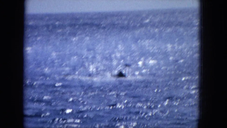 Soft, blue-tinted archival frame of sparkling ocean water with a dark surfacing shape and wake, consistent with the supplied whale or dolphin context.