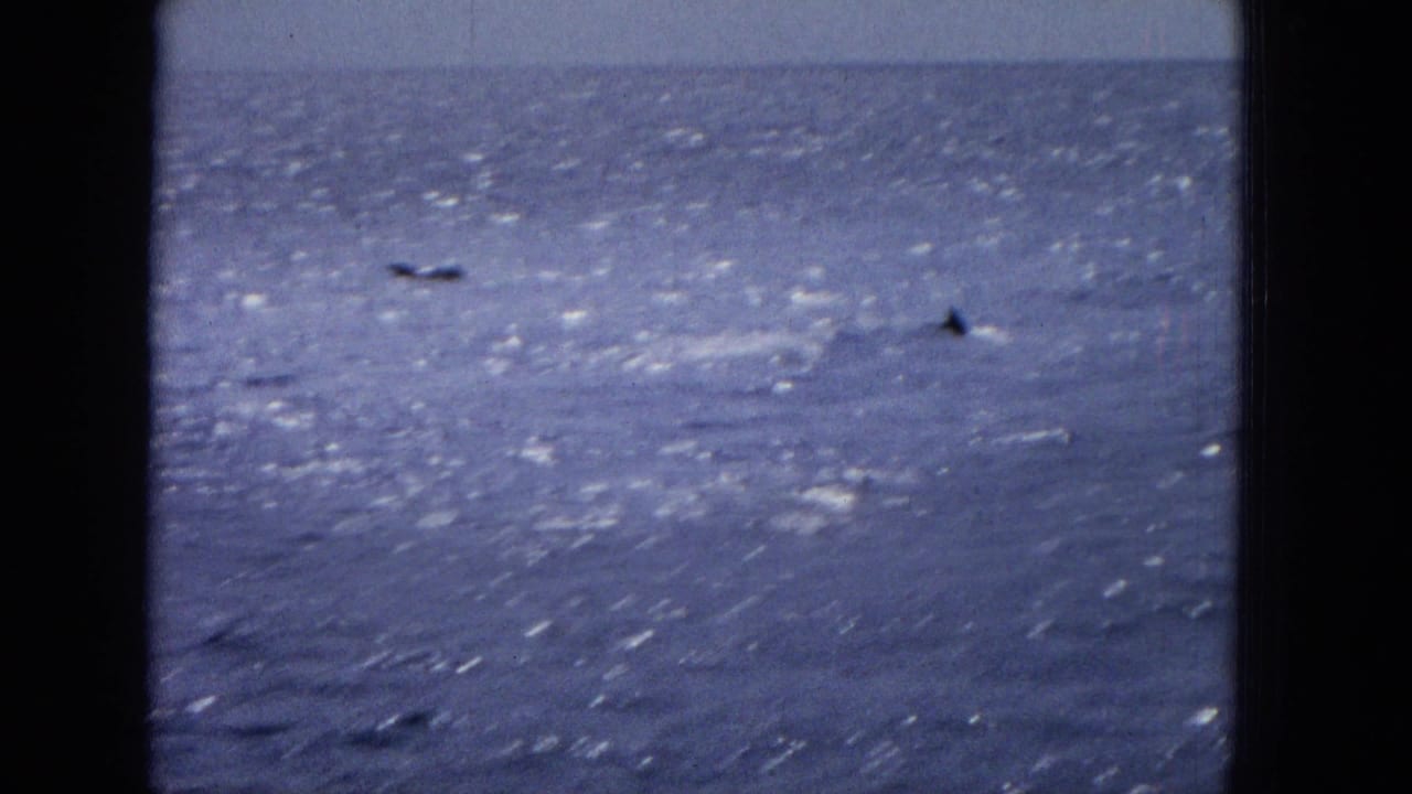 Distant dolphin dorsal fins appear above a glittering blue ocean horizon in archival 1960s film footage.