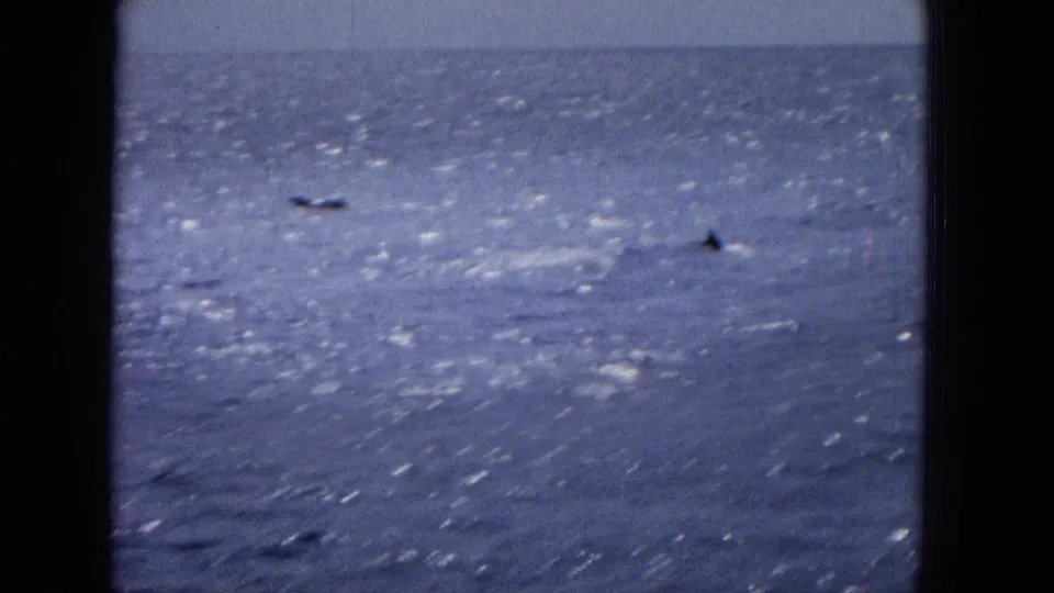 Distant dolphin dorsal fins appear above a glittering blue ocean horizon in archival 1960s film footage.