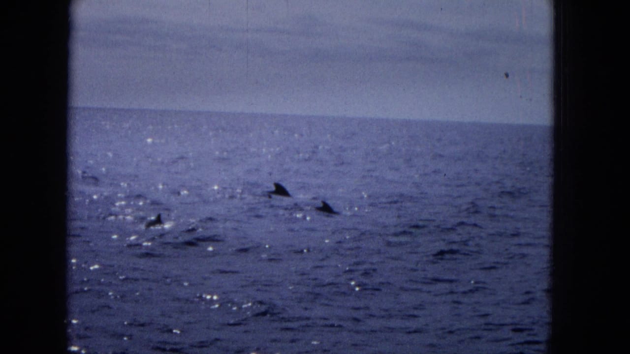Multiple dolphin fins and small splashes are visible on the open sea, framed by dark film-gate edges.