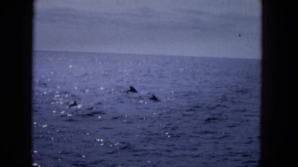 Multiple dolphin fins and small splashes are visible on the open sea, framed by dark film-gate edges.