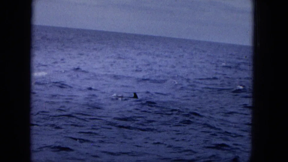 A handheld archival frame shows a dolphin fin cutting through darker ocean water below a slightly tilted horizon.