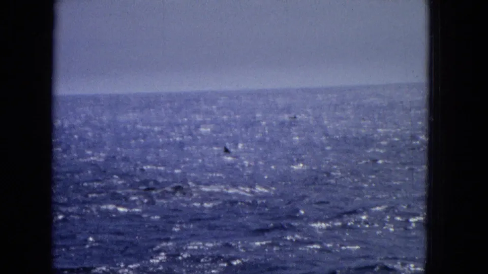 Distant dolphins surface across a bright, shimmering open-ocean view with visible grain and frame-edge shadowing.