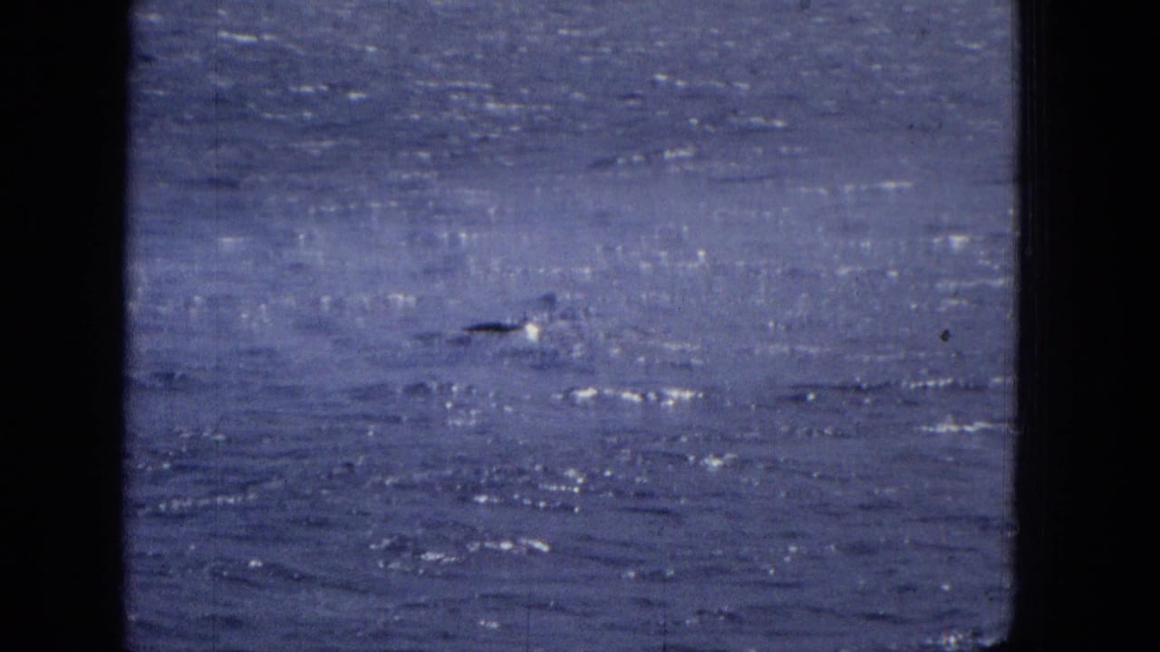 Sparkling ocean surface with a small dark shape near the waterline.