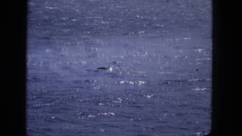 1965 archival marine-life frame showing a small dark dolphin-like form at the surface of the blue ocean beyond a dark vertical divider.