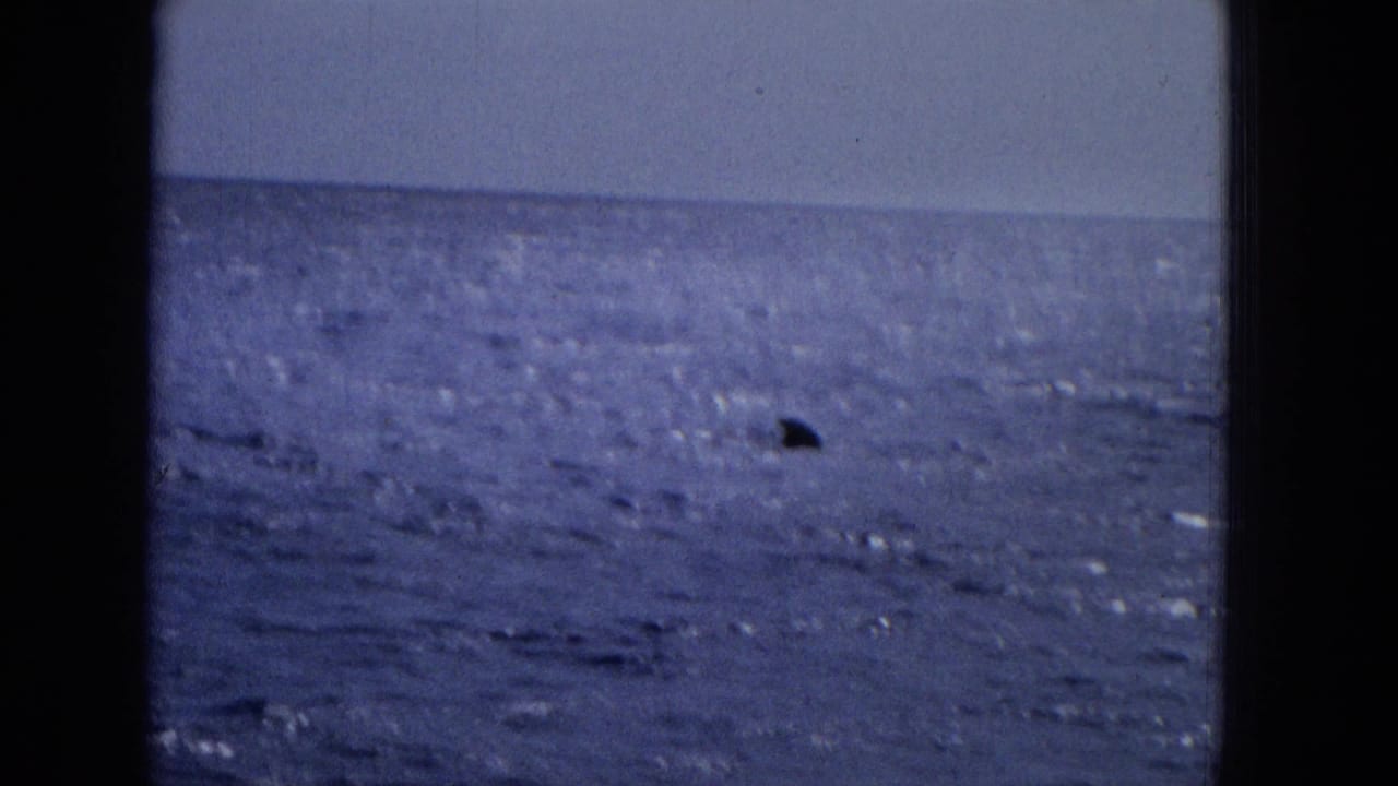 1965 8mm home-movie frame of open water near Molokai, with a small dark fin or marine shape visible against the rippled blue ocean.