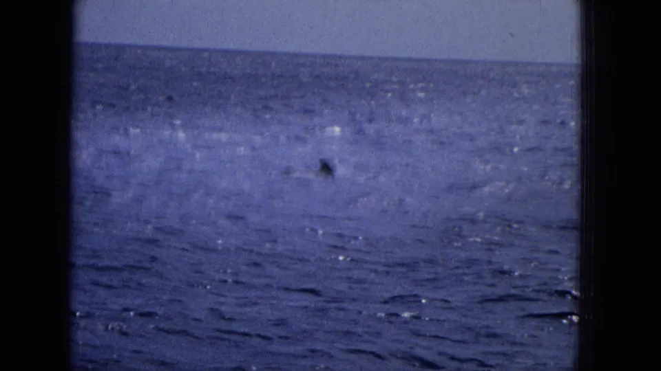 Open ocean view from the 1965 Hawaii home movie, showing rippled blue water and a small dark fin-like shape in the distance.