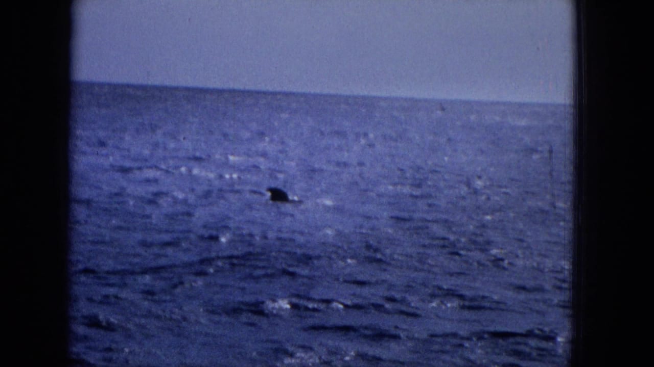1965 8mm frame of a dark fin-like form near the water surface, filmed from a distant vantage over blue ocean near Molokai according to metadata.