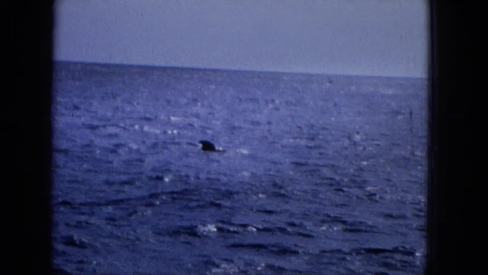 1965 8mm frame of a dark fin-like form near the water surface, filmed from a distant vantage over blue ocean near Molokai according to metadata.