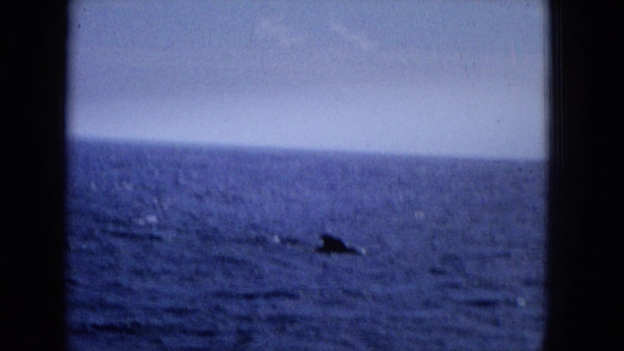 Metadata-supported 1965 home-movie frame showing open ocean with a small dark fin or marine animal shape surfacing in the distance.