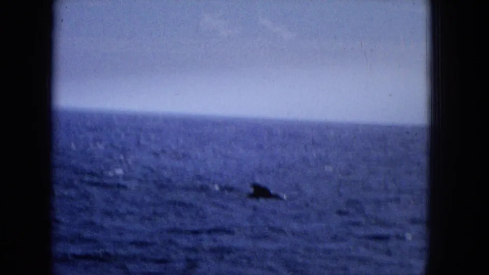 Metadata-supported 1965 home-movie frame showing open ocean with a small dark fin or marine animal shape surfacing in the distance.