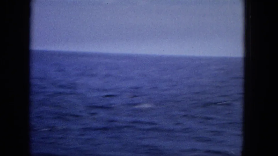 Blue-tinted home-movie view of open water and a low horizon, with no clearly visible animal in this sampled frame.