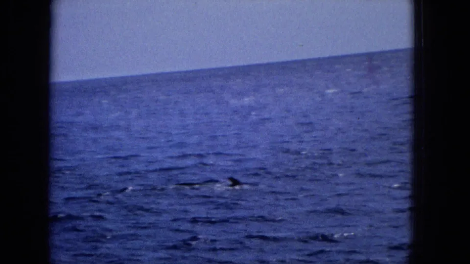 Metadata-supported 1965 ocean frame with a small dark fin-like marine shape near the lower center of the water view.
