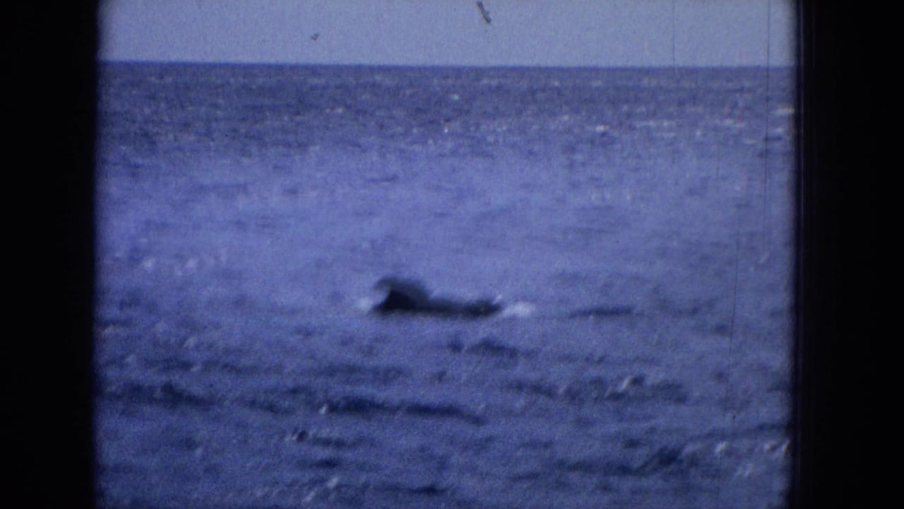A distant dark whale back or fin appears near the surface of choppy blue ocean water in metadata-dated 1965 Hawaii travel footage.