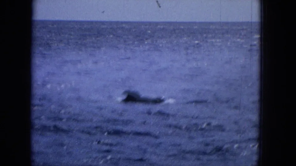 A distant dark whale back or fin appears near the surface of choppy blue ocean water in metadata-dated 1965 Hawaii travel footage.