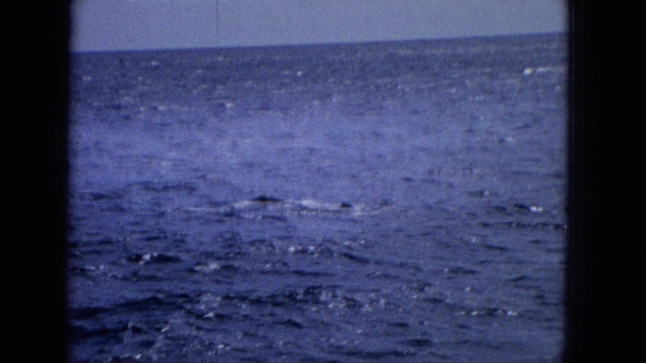 Open ocean with small dark shapes and ripples near the horizon.